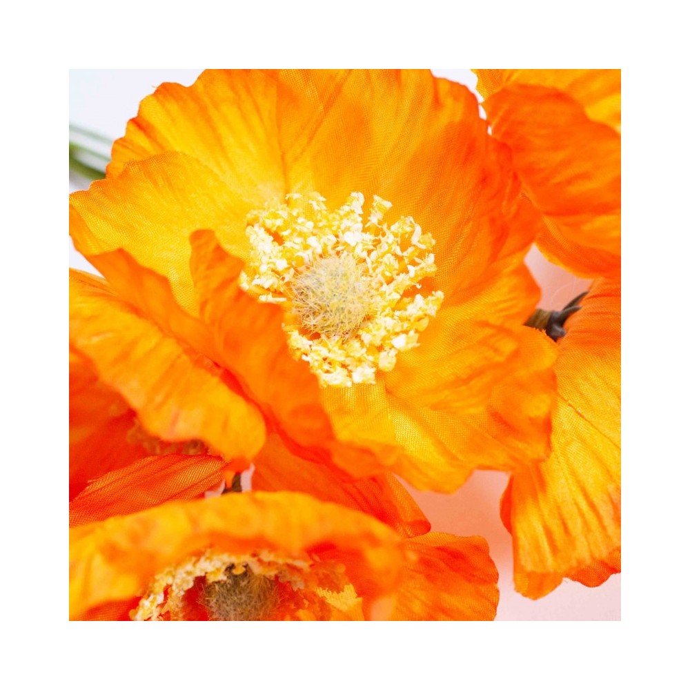 PAPAVERO ARANCIONE D7 H16